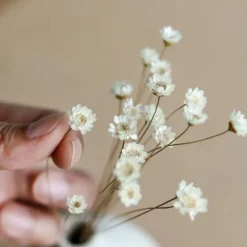 50 Stems Star Flower Blossom in White, Dried Flowers, Wedding Decor, Home Decor, Dried Flowers, Floral Arrangements, Wedding Flowers