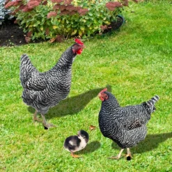 Acrylic 3d Simulation Cock Courtyard Ground Plug Yard Art Garden Outdoor Decor