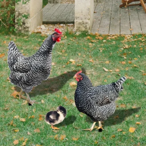Acrylic 3d Simulation Cock Courtyard Ground Plug Yard Art Garden Outdoor Decor