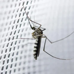 Bed Canopy Cotton Loft Solid Kids Collapsible Round Hoop Sheer Mosquito Netting Girls Bed Canopy