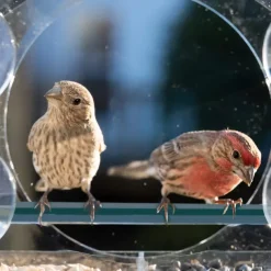 Bird Feeder for Outside - Clear Window Bird Feeders with Strong Suction Cups - Transparent Bird Feeder Window MoAunt Acrylic Bird House for Cat Window Perch