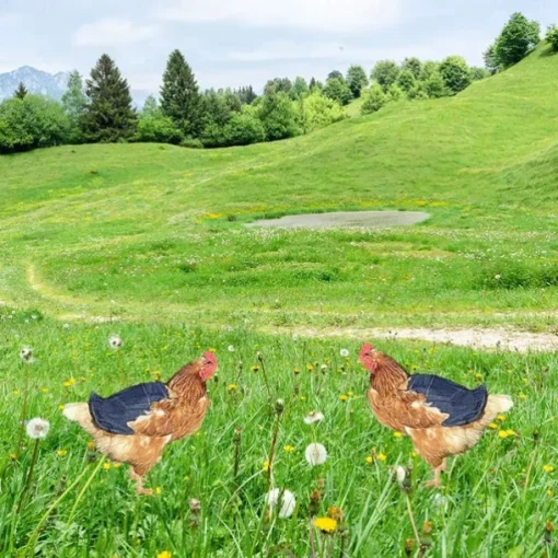 Chicken Saddles,Hen Saddle Sweater Clothes,Beautiful Wing Protector,Birds Protector for Back and Sides, Poultry Accessories for Hens, Blue