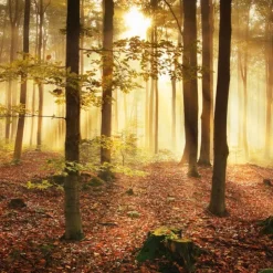 Cool Wallpapers Nature Wallpaper Wall Mural Forest Wall Covering Sticker Peel and Stick Removable PVC/Vinyl Material Self Adhesive/Adhesive Required Wall Decor for Living Room Kitchen Bathroom