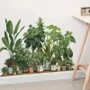 Creative Wall Sticker, Tropical Plant Leaves Pattern Self-Adhesive Wall Stickers, Bedroom Entryway Living Room Porch Home Decoration Wall Stickers, Removable Stickers, Wall Decor Decals
