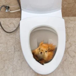 3D Three-dimensional Squirrel Toilet Lid Decal, Removable Self Adhesive Wall Sticker, Creative Toilet Cover Decorative Sticker, Bathroom Decor asethetic room decor, home decor
