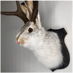 Jackalope Rabbit Wall Decor The Latest Legend of Antlers,Fake Rabbit Resin Art Wall Mount, Simulation Head Specimen Ornament