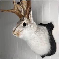 Jackalope Rabbit Wall Decor The Latest Legend of Antlers,Fake Rabbit Resin Art Wall Mount, Simulation Head Specimen Ornament