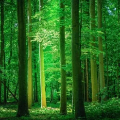 Landscape Wallpaper Mural Green Forest Wall Covering Sticker Peel and Stick Removable PVC/Vinyl Material Self Adhesive/Adhesive Required Wall Decor for Living Room Kitchen Bathroom