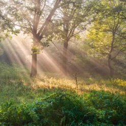 Landscape Wallpaper Mural Green Forest Wall Covering Sticker Peel and Stick Removable PVC/Vinyl Material Self Adhesive/Adhesive Required Wall Decor for Living Room Kitchen Bathroom