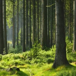 Landscape Wallpaper Mural Green Forest Wall Covering Sticker Peel and Stick Removable PVC/Vinyl Material Self Adhesive/Adhesive Required Wall Decor for Living Room Kitchen Bathroom