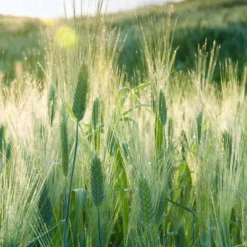 Landscape Wallpaper Mural Green Forest Wall Covering Sticker Peel and Stick Removable PVC/Vinyl Material Self Adhesive/Adhesive Required Wall Decor for Living Room Kitchen Bathroom