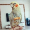 Parrot Diapers, Adjustable Flight Clothes, Diapers, Flight Suits