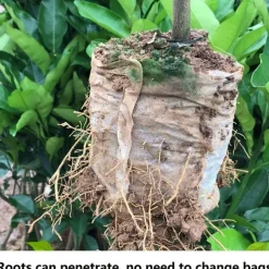 100pcs Nursery Growing Bags, Non-Woven Fabric Seedlings Grow Bag For High Seedling Survival Rate, Plant Bags For Planting, Garden Seed Starters Pouch