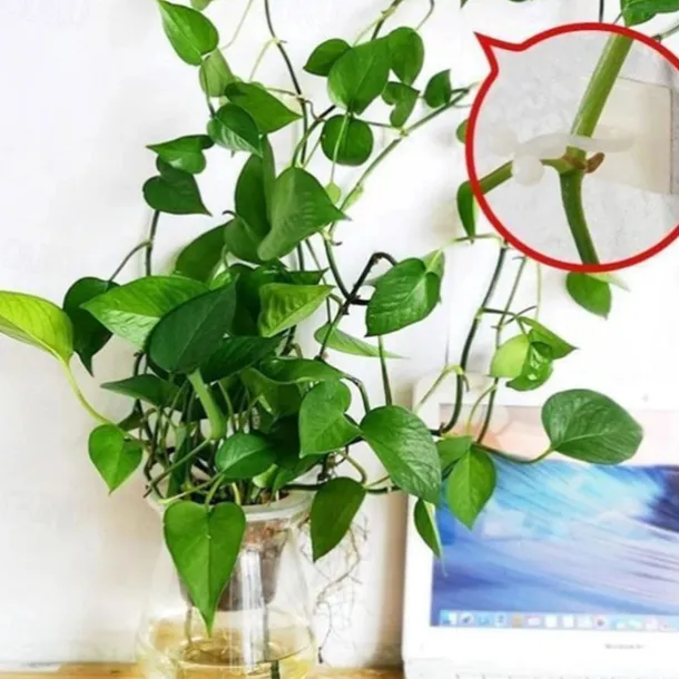 20pcs Plant Climbing Wall Fixture Clips, Vine Fixer Invisible Self-Adhesive Hook Plant Vine Traction Wall Vines Fixture Wall Sticky Hook Vines Fixing Clip Vines Holder