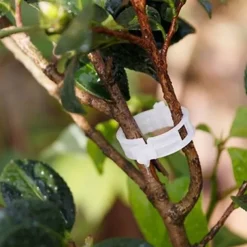 50pcs Plant Vines Fixed Clip Tied Buckle Lashing Hook Agricultural Greenhouse Vegetable Gadget Garden Plastic Planter Trelli