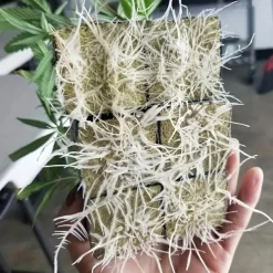 100pcs/bag Mini Compress Base Practical Rockwool Cubes Multifunction Media Blocks Garden Hydroponic Grow Soilless Cultivation 25x25x25mm