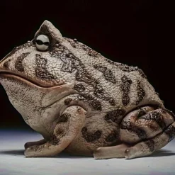 Resin Frog Statue - Versatile Indoor/Outdoor Decor for Garden, Window Sill & Desktop Display - Perfect for Halloween, Christmas, Thanksgiving