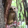 Tree Hanging Sculpture - Fun Resin Art Animal Ornaments - Patio Yard Lawn & Garden Outdoor Decorative Statues