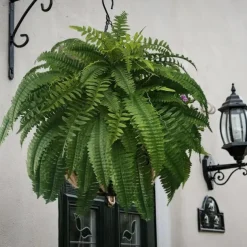 UV Resistant Lifelike Artificial Boston Fern, Artificial Ferns for Outdoors, Faux Ferns Fake Ferns Artificial Plants, Fake Boston Fern for Porch Window Home Decor